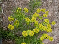 Euphorbia cyparissias 56, Cipreswolfsmelk, Saxifraga-Ed Stikvoort