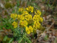 Euphorbia cyparissias 57, Cipreswolfsmelk, Saxifraga-Ed Stikvoort