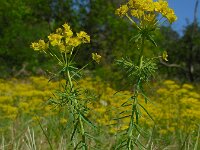 Euphorbia cyparissias 58, Cipreswolfsmelk, Saxifraga-Ed Stikvoort