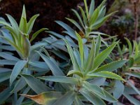 Euphorbia oxyphylla