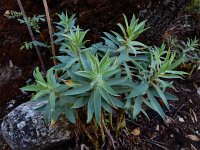 Euphorbia oxyphylla 2, Saxifraga-Ed Stikvoort