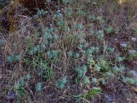 Euphorbia oxyphylla 3, Saxifraga-Ed Stikvoort
