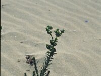 Euphorbia paralias 63, Zeewolfsmelk, Saxifraga-Jan van der Straaten