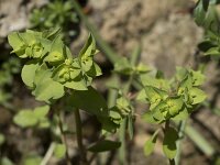 Euphorbia peplus, Petty Spurge