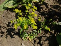 Euphorbia platyphyllos 22, Brede wolfsmelk, Saxifraga-Ed Stikvoort