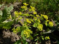 Euphorbia platyphyllos 26, Brede wolfsmelk, Saxifraga-Ed Stikvoort