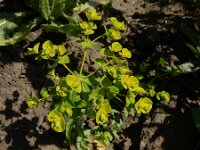 Euphorbia platyphyllos 28, Brede wolfsmelk, Saxifraga-Ed Stikvoort