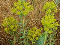Euphorbia seguieriana 8, Zandwolfsmelk, Saxifraga-Ed Stikvoort