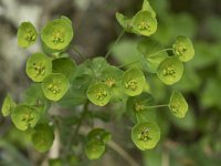 Euphorbia semiperfoliata