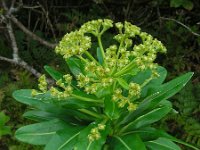 Euphorbia stygiana 5, Saxifraga-Ed Stikvoort