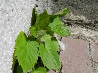 Eurybia divaricata 2, Sneeuwaster, Saxifraga-Rutger Barendse