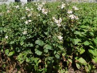 Eurybia divaricata 4, Sneeuwaster, Saxifraga-Rutger Barendse