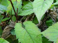 Eurybia divaricata 5, Sneeuwaster, Saxifraga-Rutger Barendse