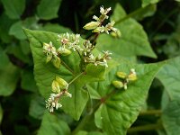 Fagopyrum tataricum 17, Franse boekweit, Saxifraga-Ed Stikvoort : Franse boekweit Nieuwvliet-Bad A900