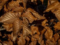 Fagus sylvatica 104, Beuk, Saxifraga-Jan van der Straaten