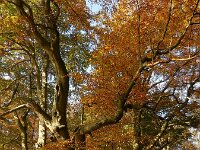 Fagus sylvatica 95, Beuk, Saxifraga-Ed Stikvoort