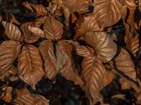 Fagus sylvatica 96, Beuk, Saxifraga-Jan van der Straaten