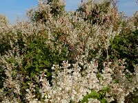Fallopia baldschuanica 5, Chinese bruidssluier, Saxifraga-Ed Stikvoort