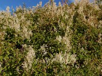Fallopia baldschuanica 7, Chinese bruidssluier, Saxifraga-Ed Stikvoort