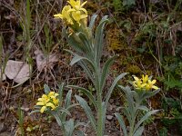Fibigia clypeata 2, Romeinse schildjes, Saxifraga-Ed Stikvoort : Lagkadia Nafplio en Nauw van Corinthië