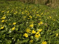 Ficaria verna 60, Speenkruid, Saxifraga-Jan van der Straaten