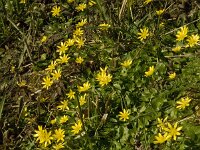 Ficaria verna 61, Speenkruid, Saxifraga-Jan van der Straaten