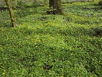 Lesser celandine (Ranunculus ficaria), covering park floor  Lesser celandine (Ranunculus ficaria), covering park floor : floral, flower, Growth, plant, spring, yellow, celandine, covering, green, natural, nature, park, ranunculus ficaria, flora, springtime, lesser celandine