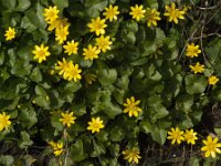 Ficaria verna 93, Speenkruid, Saxifraga-Jan van der Straaten