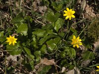 Ficaria verna 99, Speenkruid, Saxifraga-Jan van der Straaten