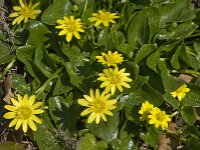 Ficaria verna ssp ficariiformis 63, Saxifraga-Jan van der Straaten