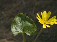 Ficaria verna ssp ficariiformis 82, Saxifraga-Jan van der Straaten