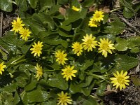 Ficaria verna ssp ficariiformis 83, Saxifraga-Jan van der Straaten