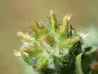 Filago germanica 5, Duits viltkruid, Saxifraga-Sonja Bouwman  957. Duits viltkruid - Filago vulgaris - Asteraceae familie (i) Zanderij (Maarn), Nieuwegein, Amerongen
