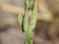 Filago lutescens 1, Geel viltkruid, Saxifraga-Sonja Bouwman  899. Geel viltkruid - Filago lutescens - Asteraceae familie (i)