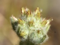 Filago lutescens 2, Geel viltkruid, Saxifraga-Sonja Bouwman  899. Geel viltkruid - Filago lutescens - Asteraceae familie (i) Ecozone De Klomp (Ede)