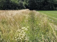 Ditch overgrown by Hedge  bedstraw (Galium mollugo)  Ditch overgrown by Hedge  bedstraw (Galium mollugo) : Galium mollugo, hedge bedstraw, false baby's breath, cream colored, white, plant, plants, flora, floral, nature, natural, vascular, flower, flowers, flowering, in flower, in bloom, summer, summertime, outside, outdoor, outdoors, no people, nobody, ditch, landscape, rural landscape, grass, grassy, field, forest