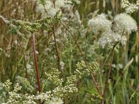 Flowering Meadow sweet (Filipendula ulmaria)  Flowering Meadow sweet (Filipendula ulmaria) : Filipendula ulmaria, meadowsweet, mead wort, cream colored, white, plant, plants, flora, floral, nature, natural, vascular, flower, flowers, flowering, in flower, in bloom, summer, summertime, outside, outdoor, outdoors, no people, nobody