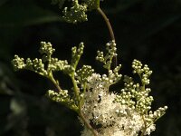 Filipendula ulmaria 95, Moerasspirea, Saxifraga-Jan van der Straaten
