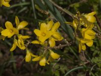 Forsythia intermedia 3, Saxifraga-Jan van der Straaten