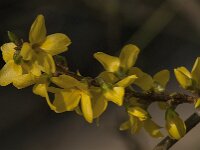 Forsythia intermedia 5, Saxifraga-Jan van der Straaten