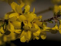 Forsythia intermedia 6, Saxifraga-Jan van der Straaten