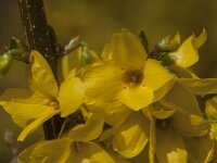 Forsythia intermedia 7, Saxifraga-Jan van der Straaten