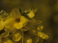 Forsythia intermedia 8, Saxifraga-Jan van der Straaten