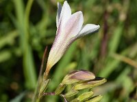 Freesia leichtlinii ssp alba 2, Saxifraga-Sonja Bouwman  Freesia leichtlinii ssp. alba - Iridaceae familie