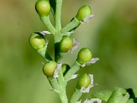 Fumaria bastardii 1, Saxifraga-Sonja Bouwman  Tall ramping fumatory - Fumaria bastardii - Papaveraceae familie