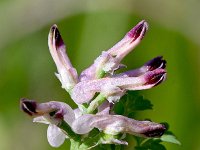Fumaria bastardii 3, Saxifraga-Sonja Bouwman  Tall ramping fumatory - Fumaria bastardii - Papaveraceae familie; Almeria (Es)