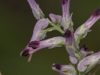 Fumaria muralis 19, Middelste duivenkervel, Saxifraga-Jan van der Straaten
