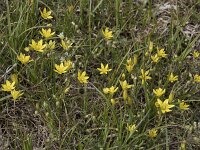 Gagea reverchonii 10, Saxifraga-Willem van Kruijsbergen