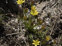 Gagea reverchonii 2, Saxifraga-Willem van Kruijsbergen
