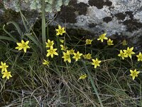 Gagea reverchonii 3, Saxifraga-Willem van Kruijsbergen